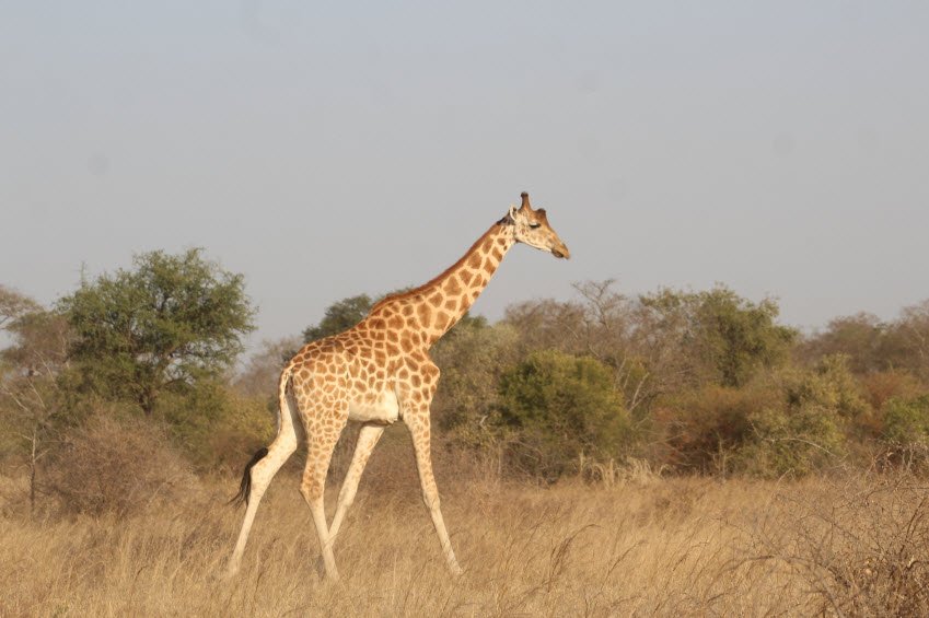 Zakouma National Park